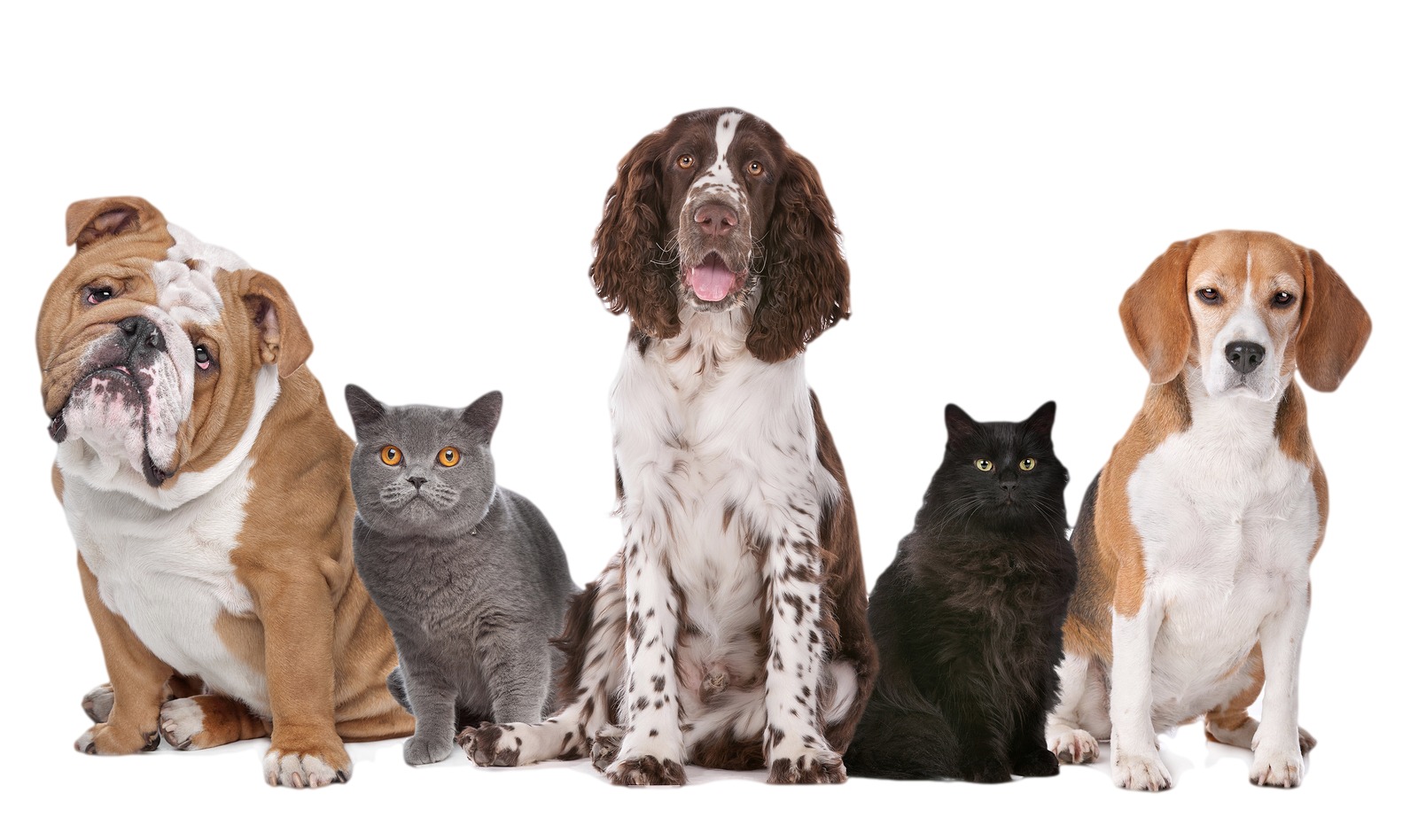 Dog and Cats sitting, white backgraund