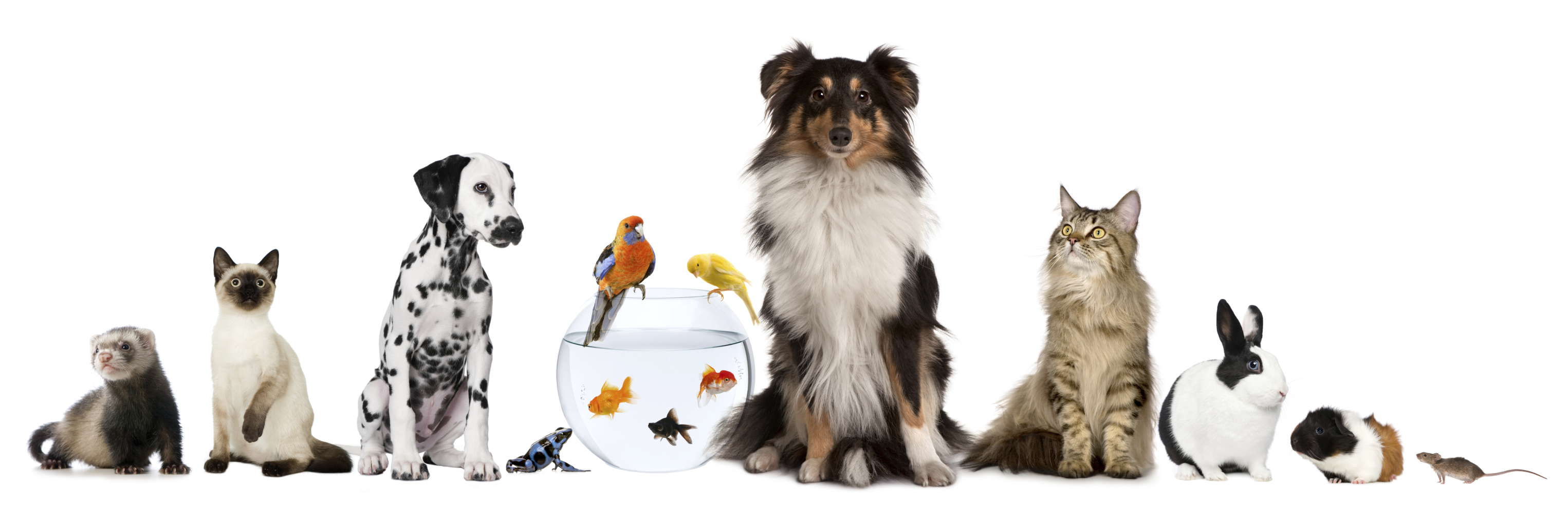 Group of pets sitting, white background.
