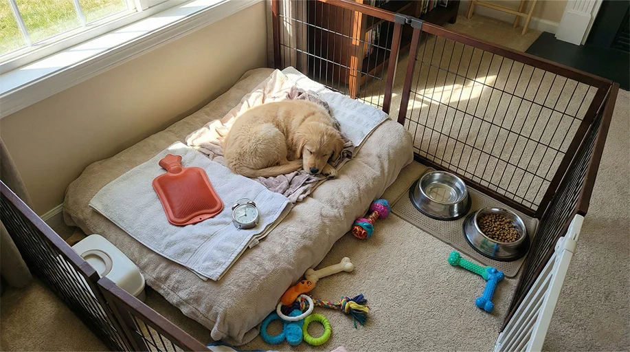 גור כלבים חדש בבית