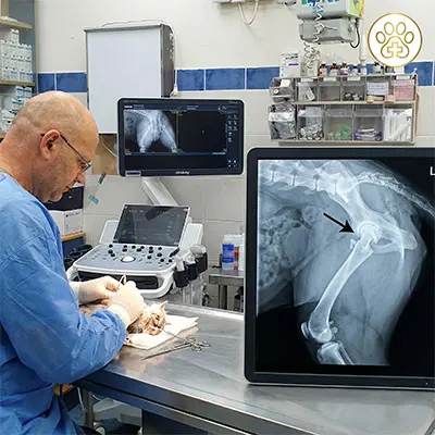 המרכז הוטרינרי